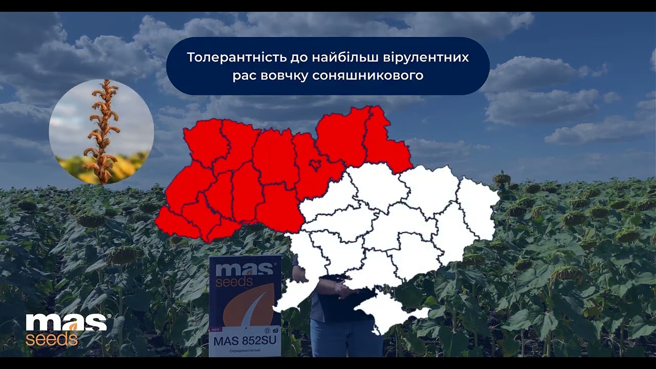 🌻 Новинка від MAS Seeds на демо-ділянках Черкащини