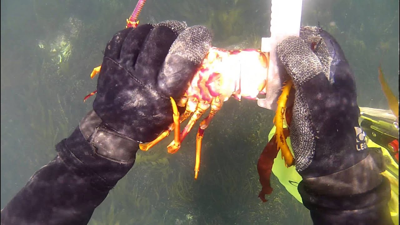 Snorkel 9 : Crayfish