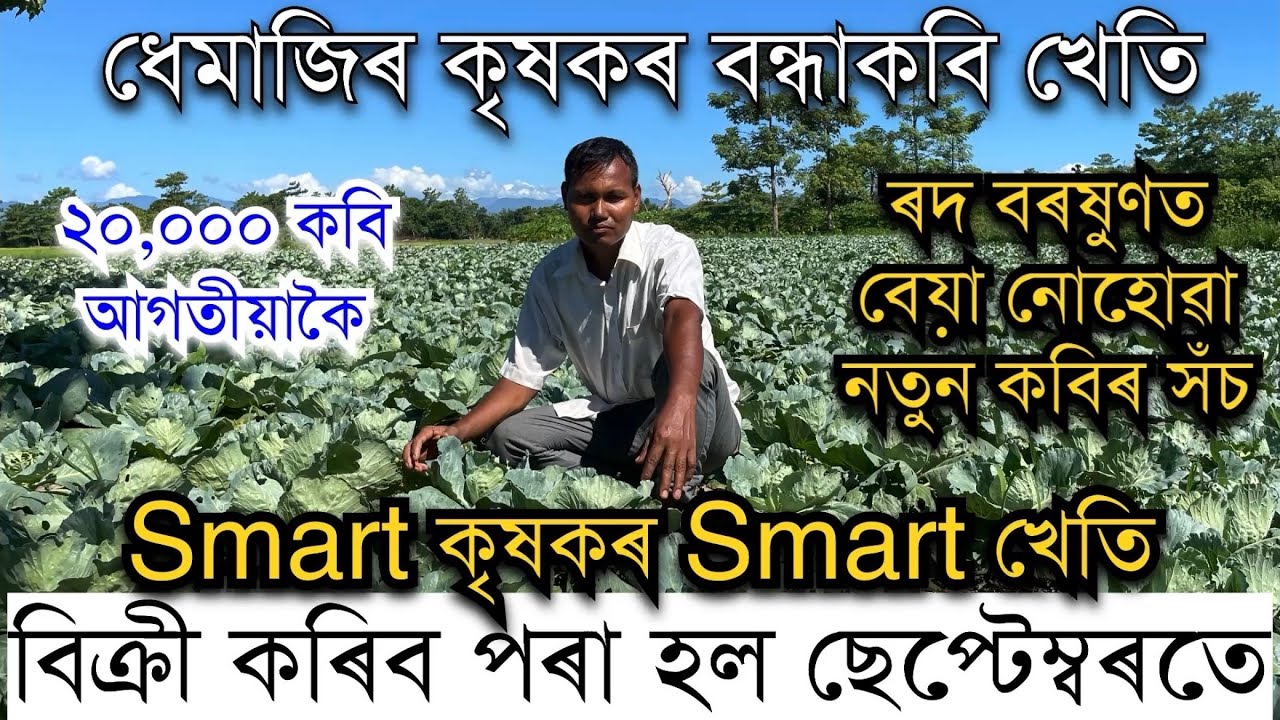 ছেপ্টেম্বৰতে ২০,০০০ কবি বিক্ৰী কৰিব পৰাকৈ খেতি কৰিলে ধেমাজিৰ কৃষকে। Bondhakobi Kheti । Pranjal Gogoi