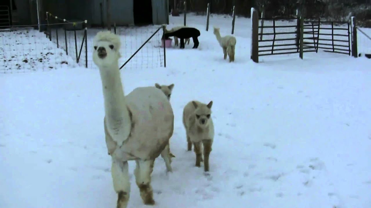 Alpaca cria enjoying their first snow