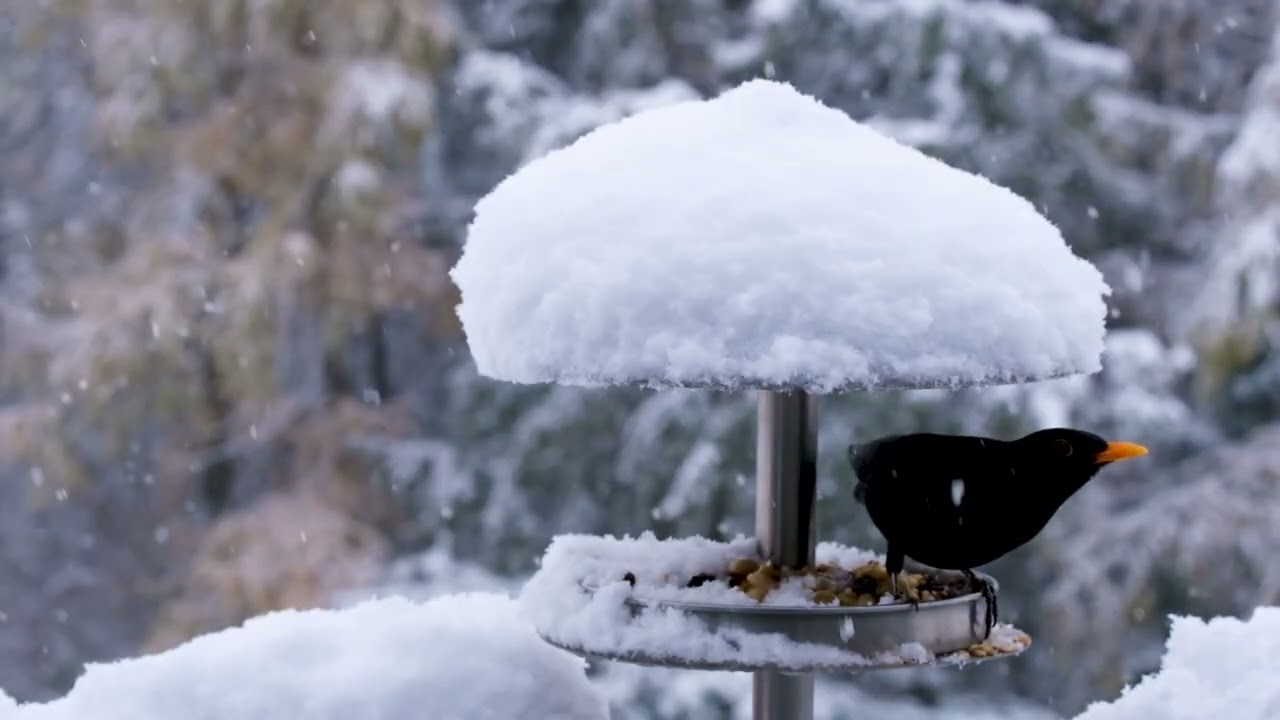 Song of Snow …… peaceful piano improvisation…. Song blessing offered with love.