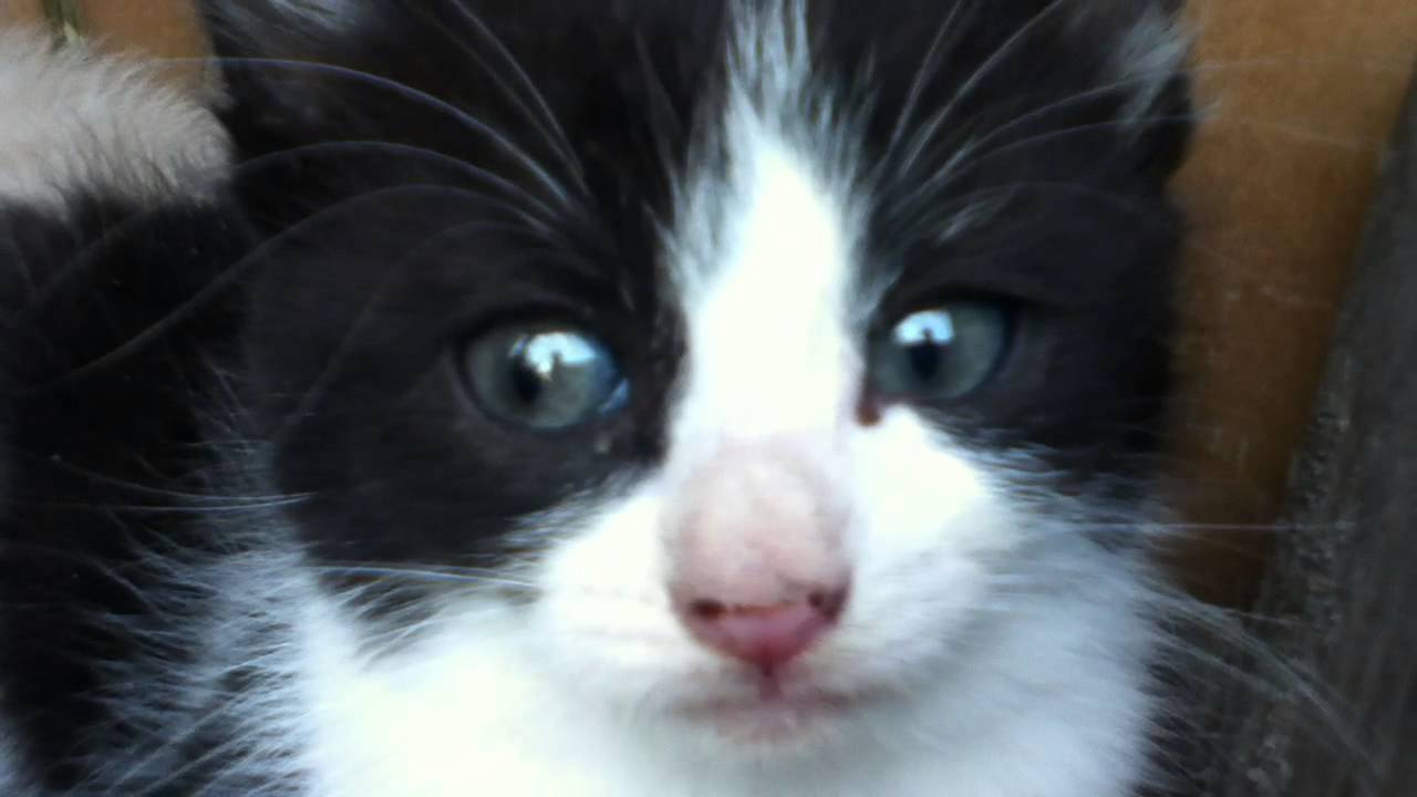 4 chatons trop mignon n°2