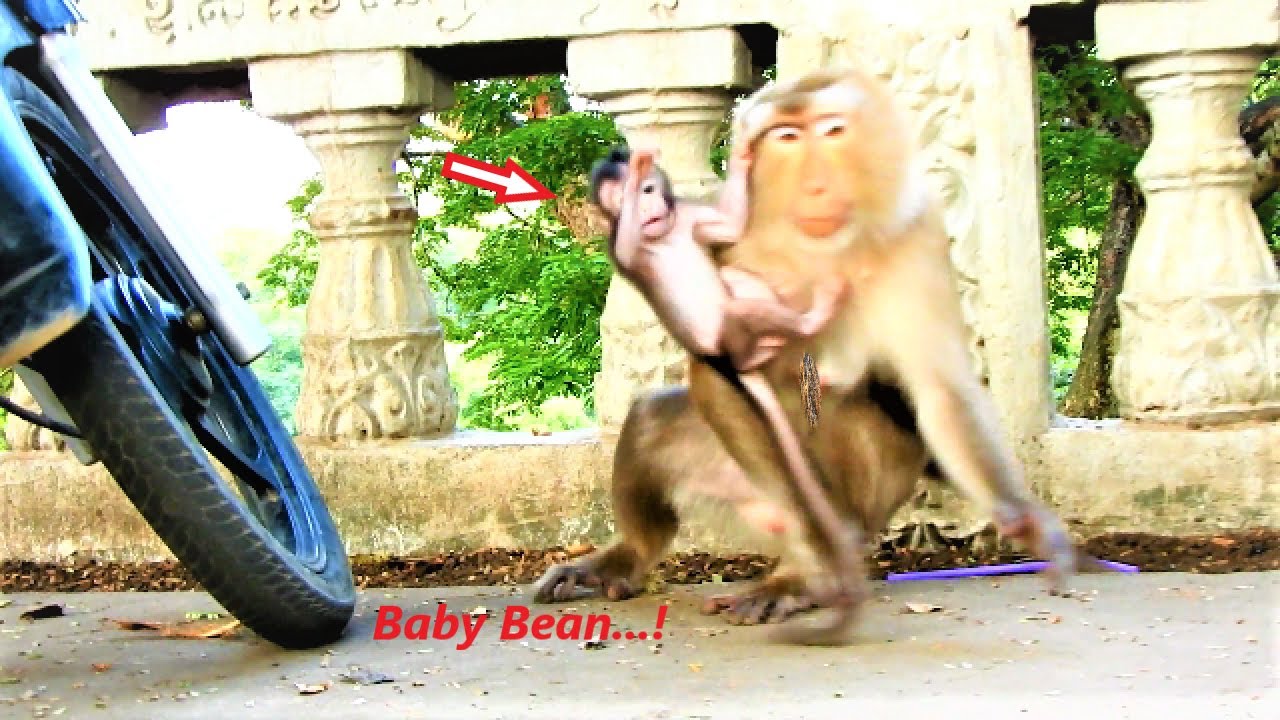 OMG !! Pigtail monkey wants to bring baby Bean go out of mother - Barry trying to help baby