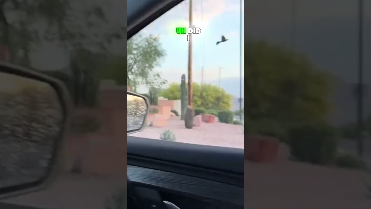 Bugs In the Pretty Sky 