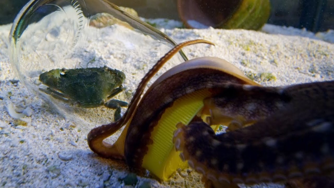 Genius Octopus Can Open Jars | Octopus In My House | BBC Earth
