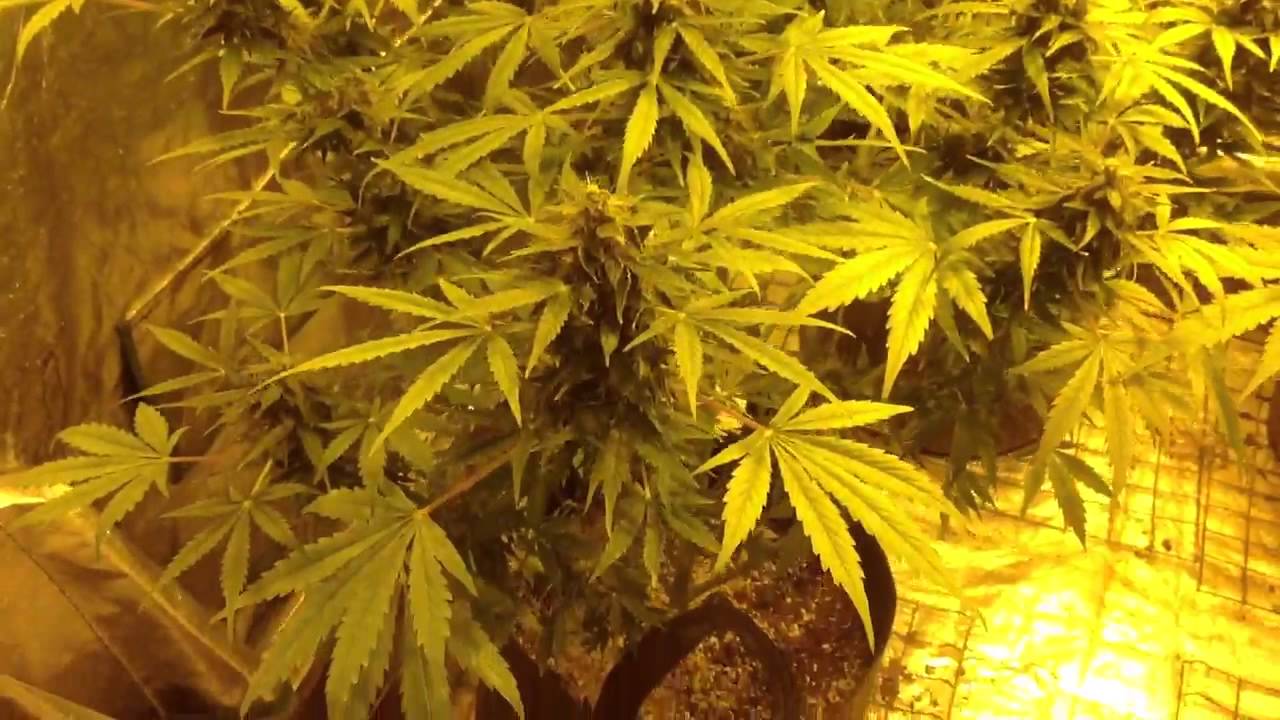 Kannabia seeds - wrapping it up.