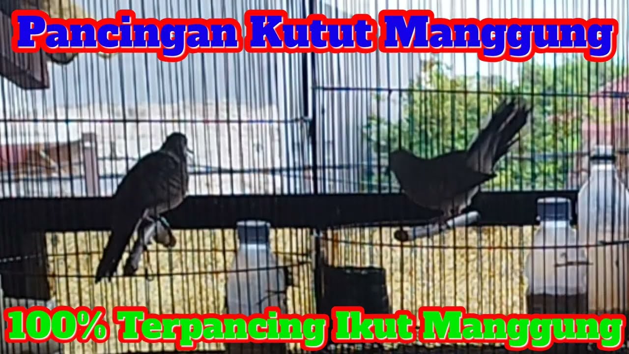 Pancingan Kutut Manggung 100% Terpancing Ikut Manggung