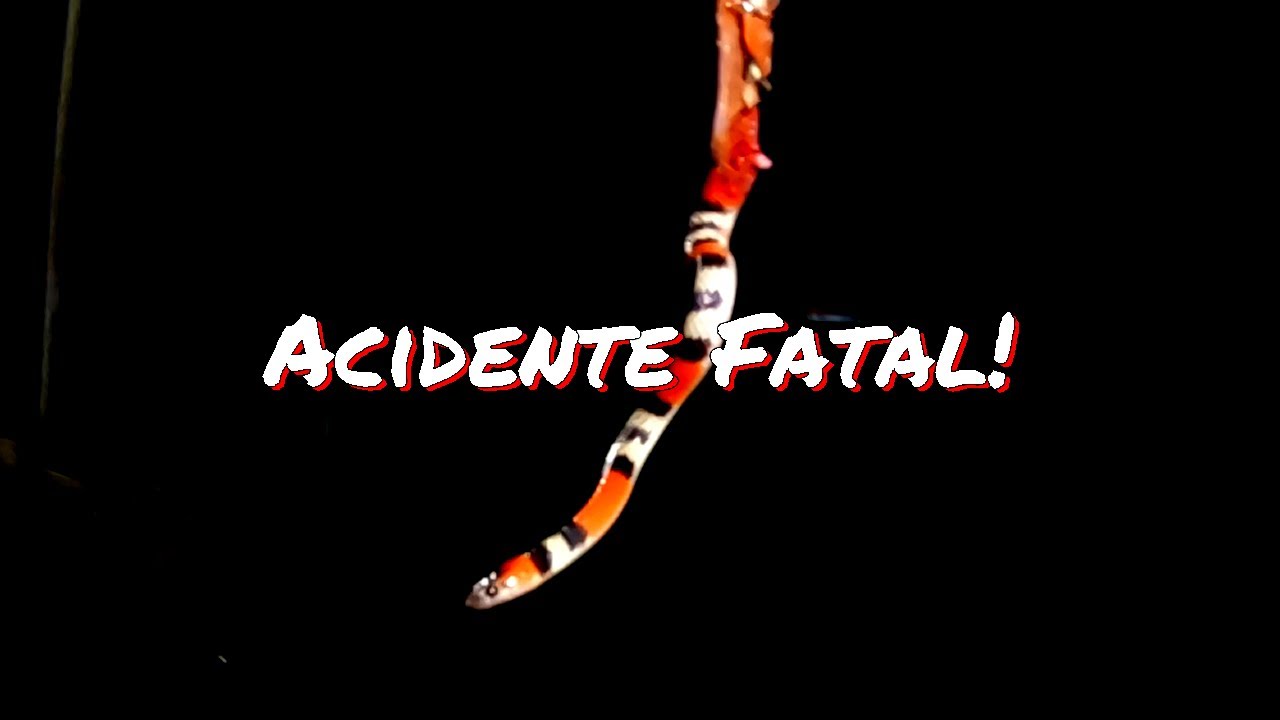 ACIDENTE FATAL COM COBRA CORAL!