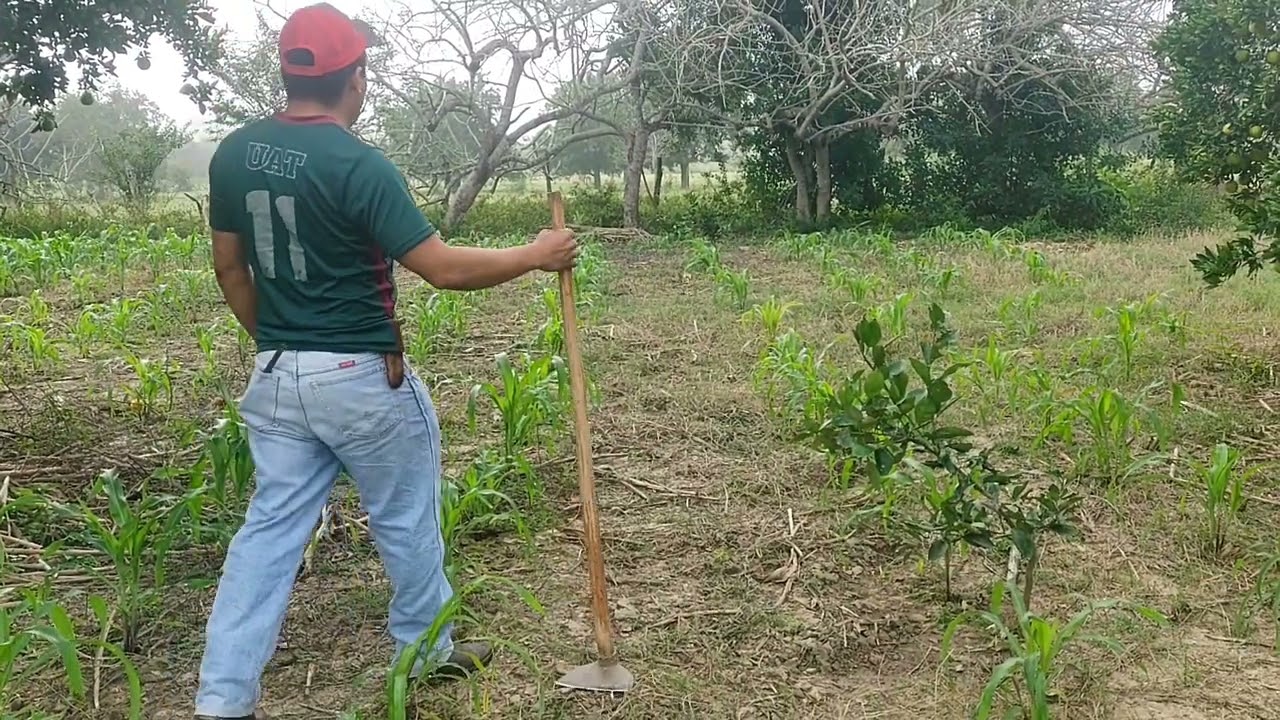 Limpiando la milpa con azadón acá en el rancho 🌳🍃💚🌿