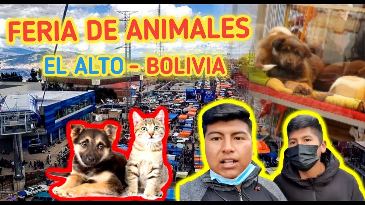 FERIA de animales//16 DE JULIO//compra y VENTA//EL ALTO-BOLIVIA 2023