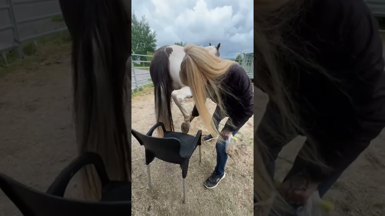 1.part : How to avoid back pain during hoof cleaning