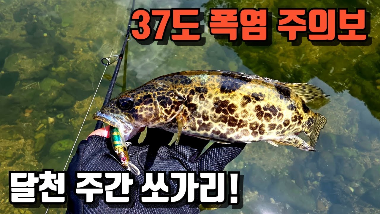 저수위 고수온, 쏘가리를 어떻게 공략해야 할까? 주간쏘가리 만나는 방법! 미노잉? 지그헤드?