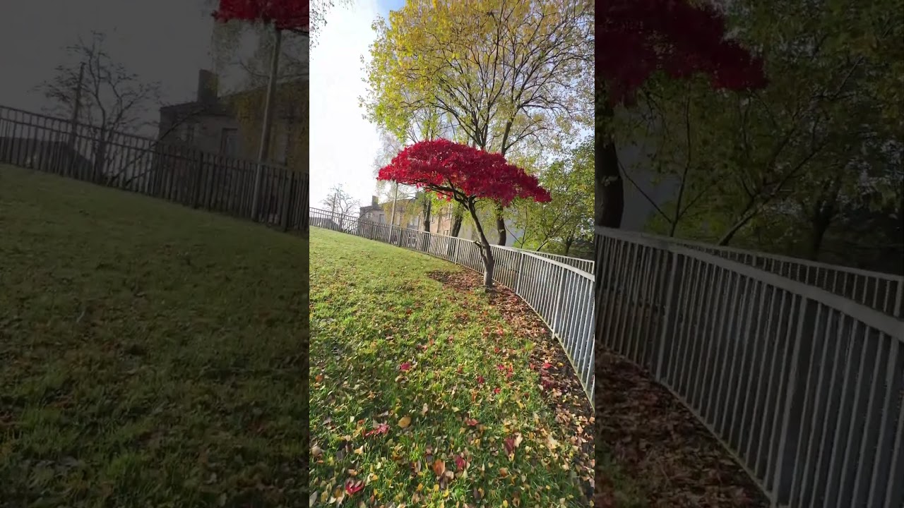 A beautiful red tree at Glasgow