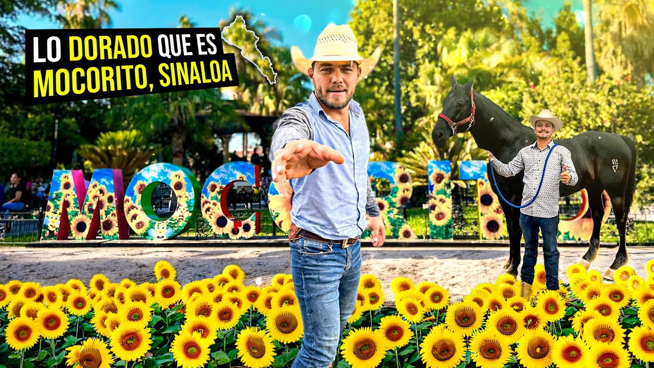 Los girasoles pintan de DORADO el pueblo de Mocorito, Sinaloa | Junto a Ranchero 95