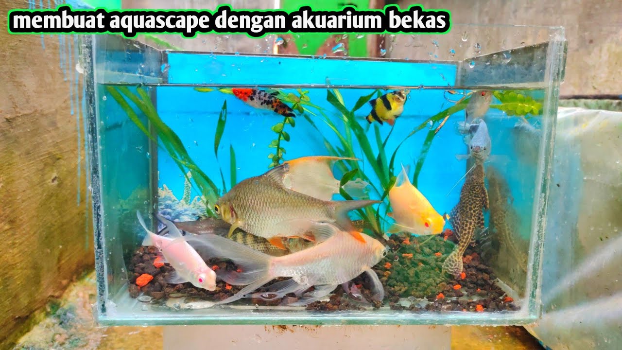Akuarium pecah menjadi akuascape rame ikan 