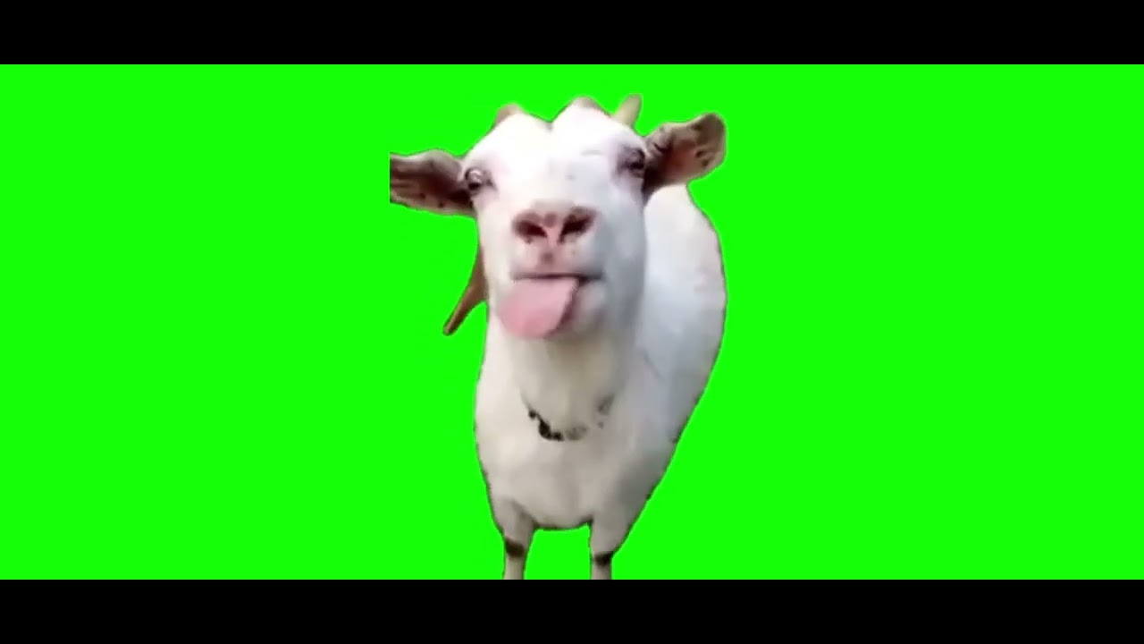 【猫ミーム】音ハメヤギさん。