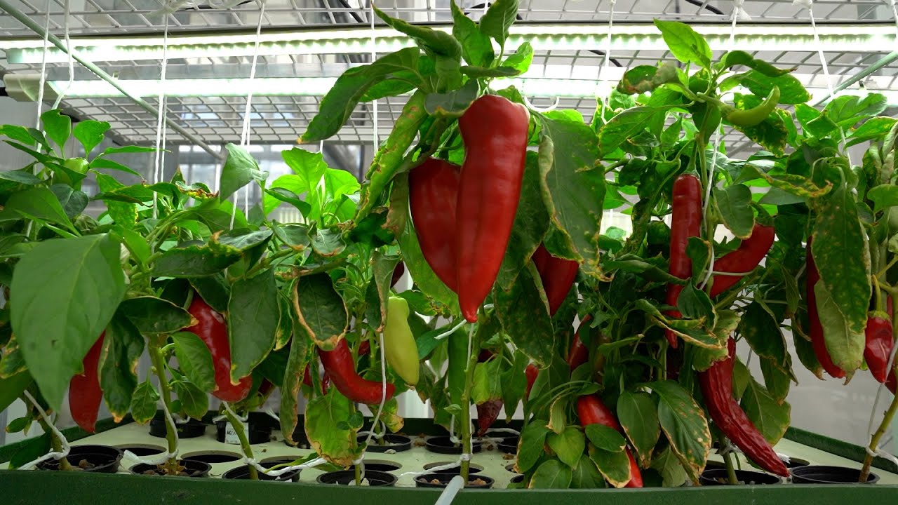 Egyetemi paprika az űrbe