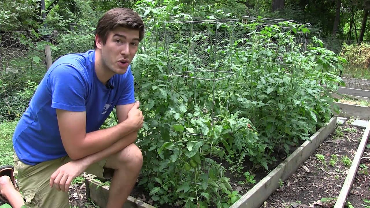 Tomato Curly Top Virus - Signs, symptoms, and cures | MIgardener