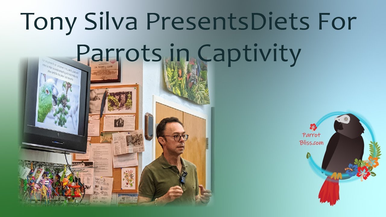 Diets For Parrots in Captivity   Tony Silva