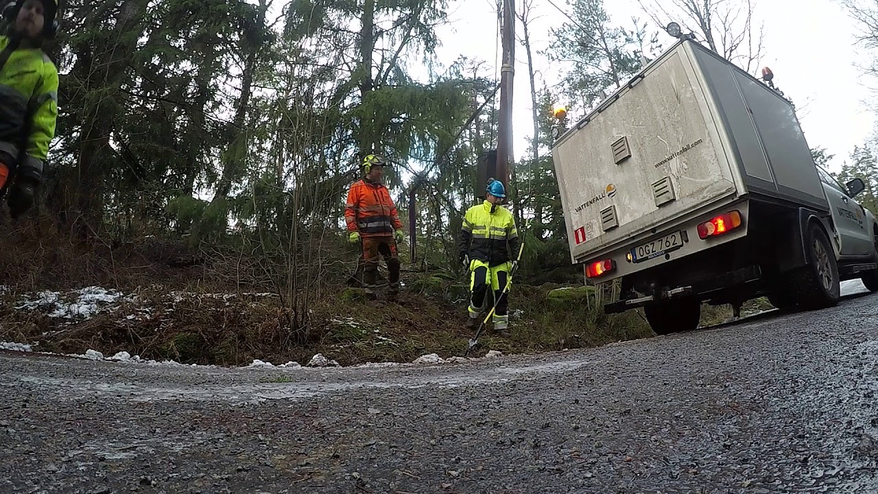Removing two stormfallen spruces