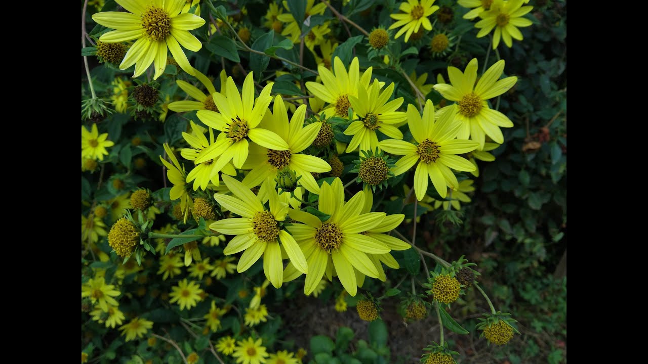 Helianthus microcephalus 'Lemon Queen' &ndash; piękny i trwały słonecznik wieloletni [4K]
