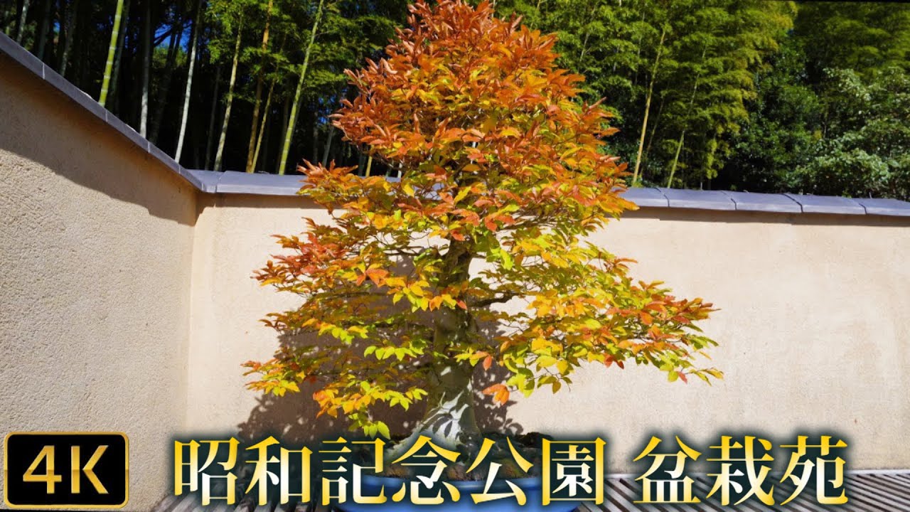 【盆栽】Bonsai 国営昭和記念公園 盆栽苑　Showa Commemorative National Government Park