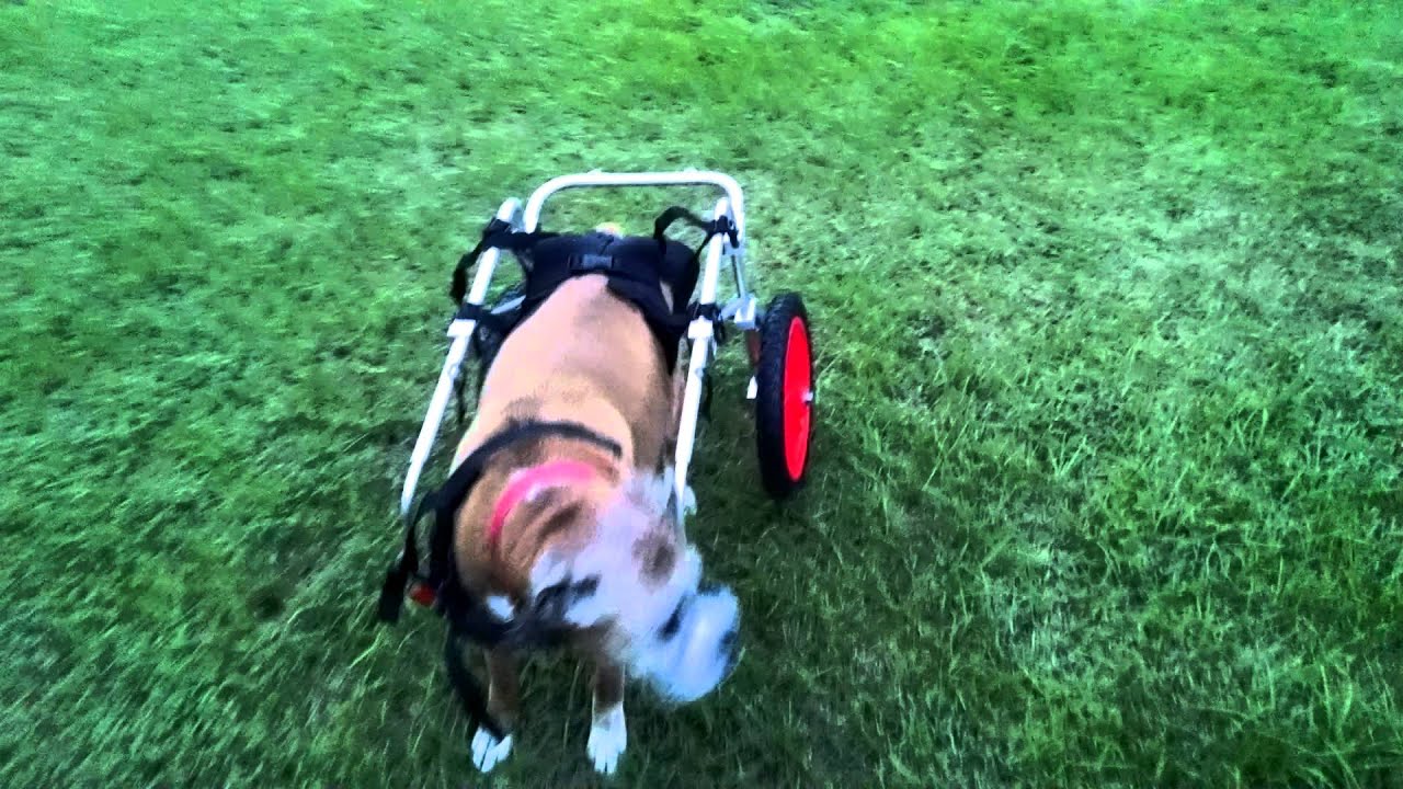 Cookie 1st try Best Friends Mobility Dog 9/14/15