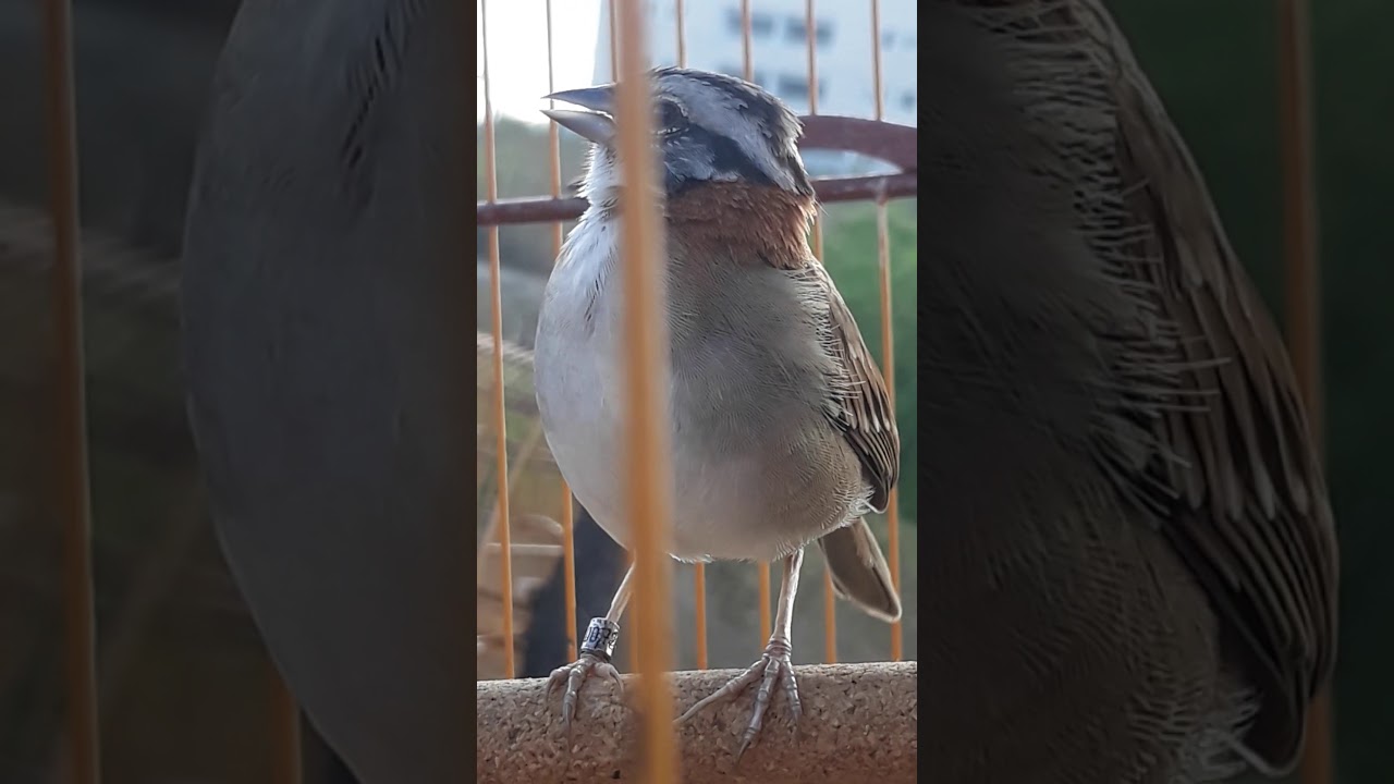 Tico-Tico meu xod&oacute; p&oacute;s muda