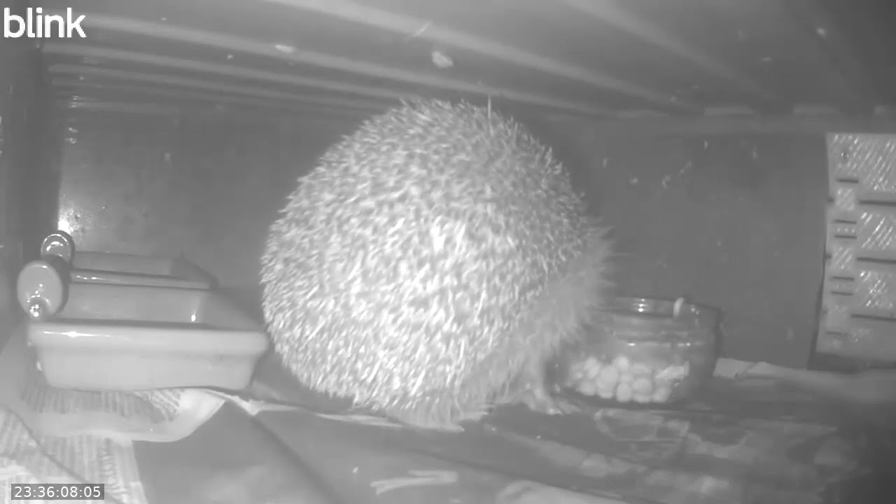 Wild Life Cam Night Of 25 01 2026