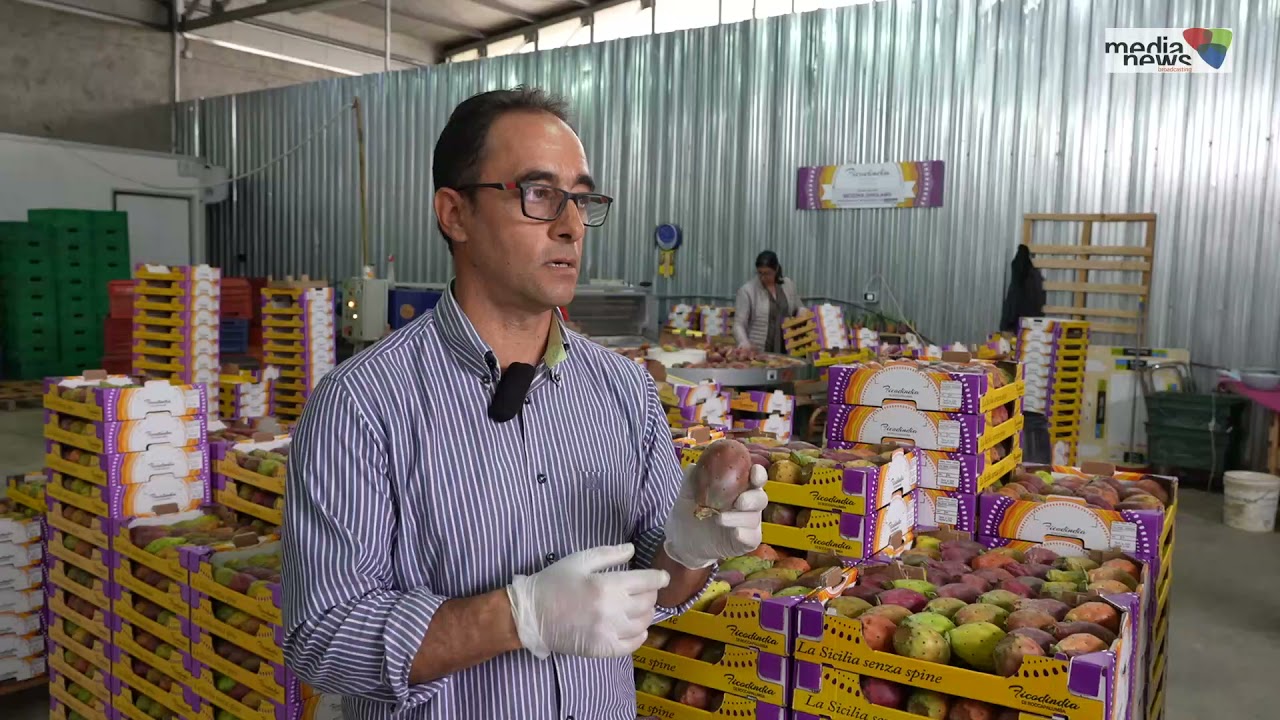 ROCCAPALUMBA e IL SUO FRUTTO D'ECCELLENZA: IL FICO D'INDIA.