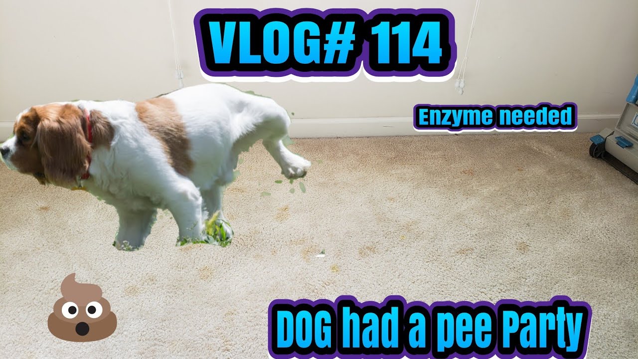 Dog went to BROWNS town on the Carpet| Surface Pet Stain Removal| Carpet cleaning vlog Episode 114