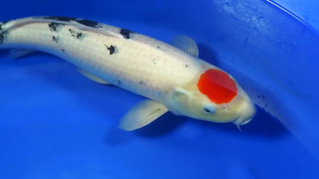 Tancho SANKE 58cm Female MOMOTARO Koi