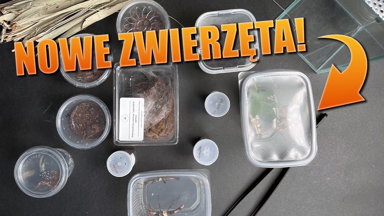#108 Co kupiłem na ZooEgzotyka?