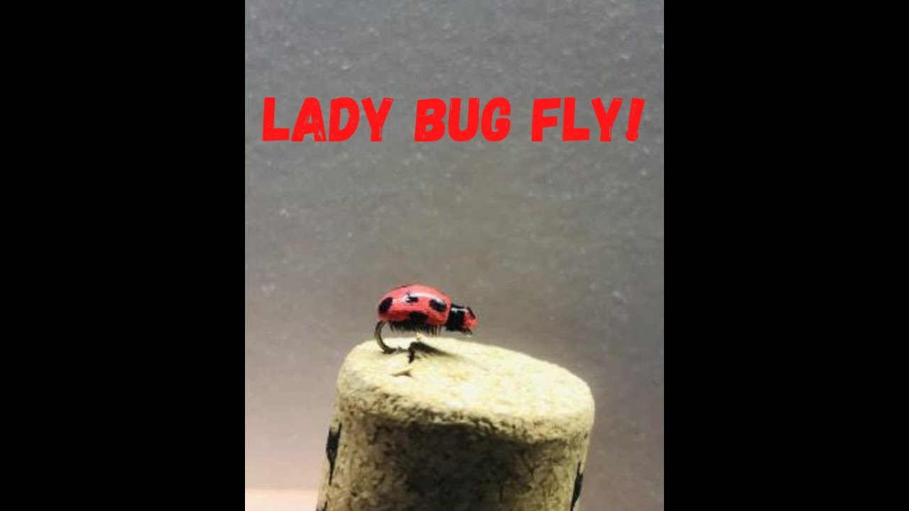 Easy lady bug fly