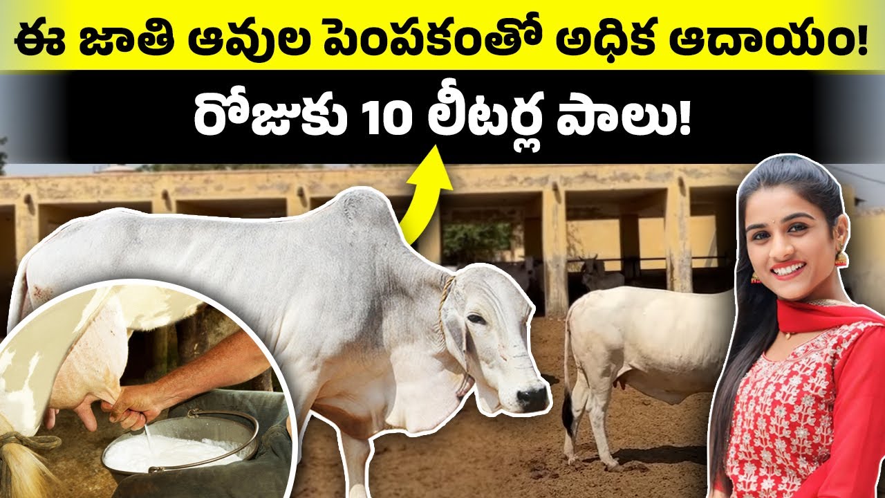 ఈ ఆవు 365 రోజులు 3000 లీటర్ల పాలు ఇస్తుంది| Tharparkar Cow Farming in Telugu|Best Cow for Dairy Farm