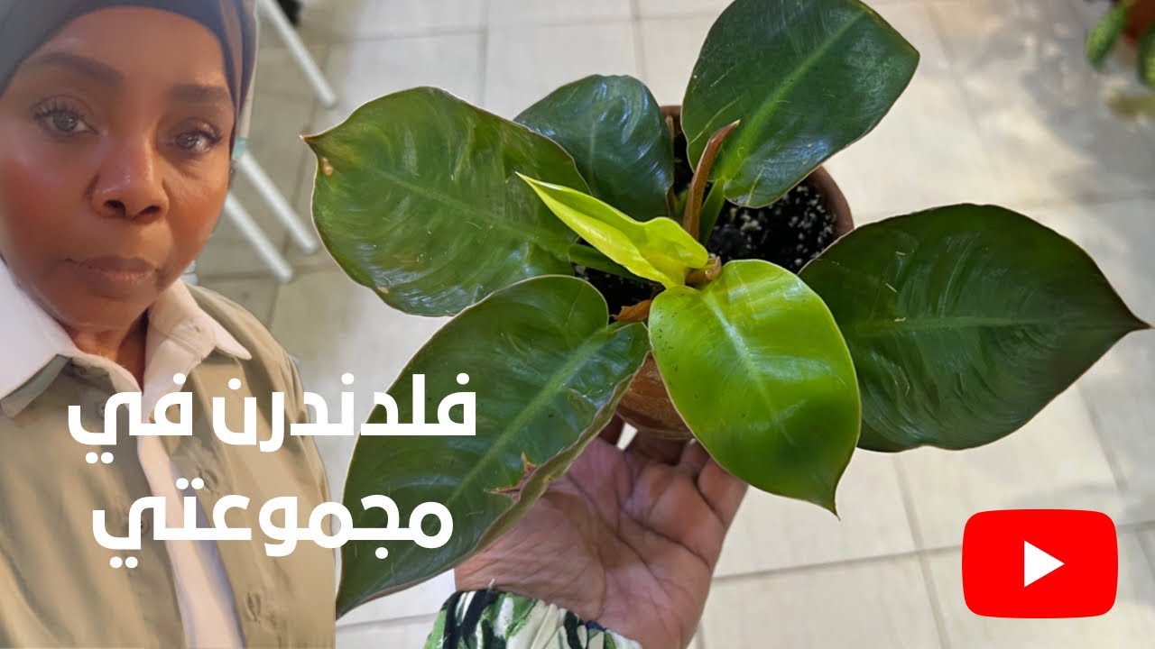 كيف ينمو نبات  الفيلودندرن في بيتي بدون شمس ؟!
