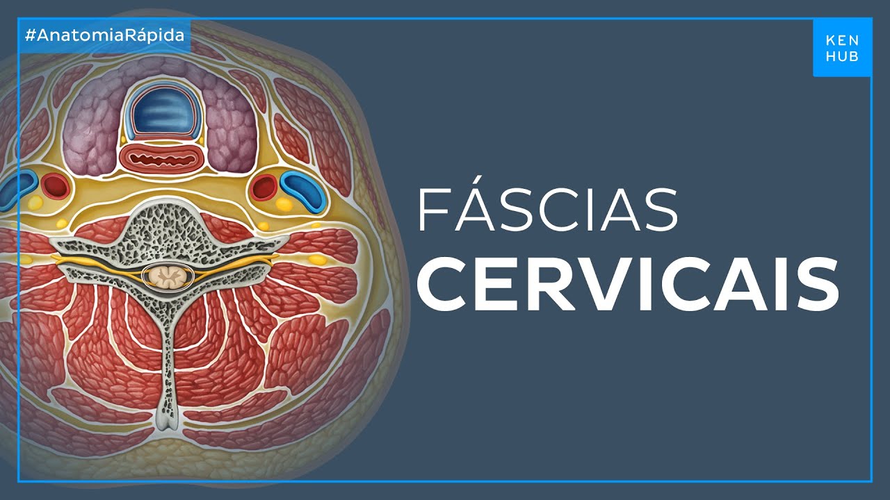 Fáscias cervicais - Anatomia Fácil | Kenhub