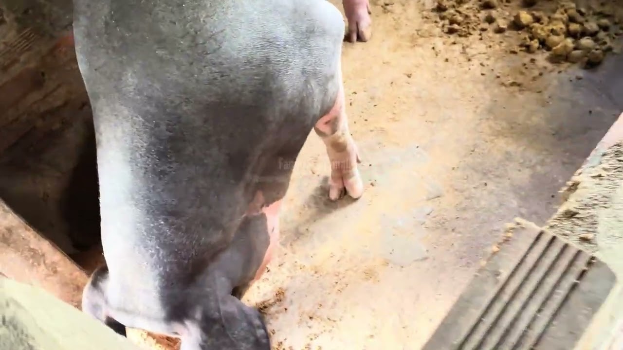 Every day. BIG PIG