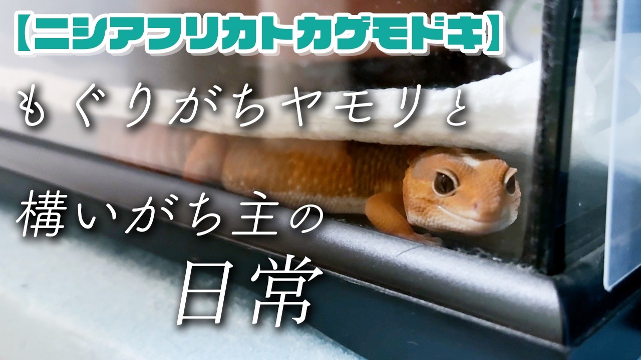 “もぐりがちヤモリ” と “構いがち主” の日常【ニシアフリカトカゲモドキ】