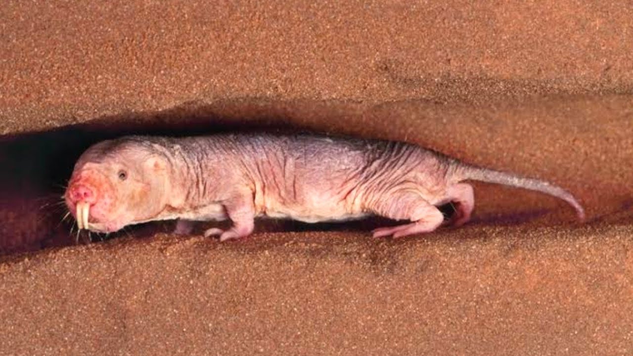 20 Brilliant Burrowing Animals || Animals That Burrow Underground | Stunning Fives