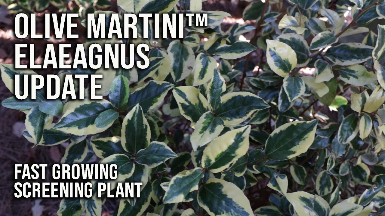 Olive Martini™ Elaeagnus Update / Golden Screening Plant🌿