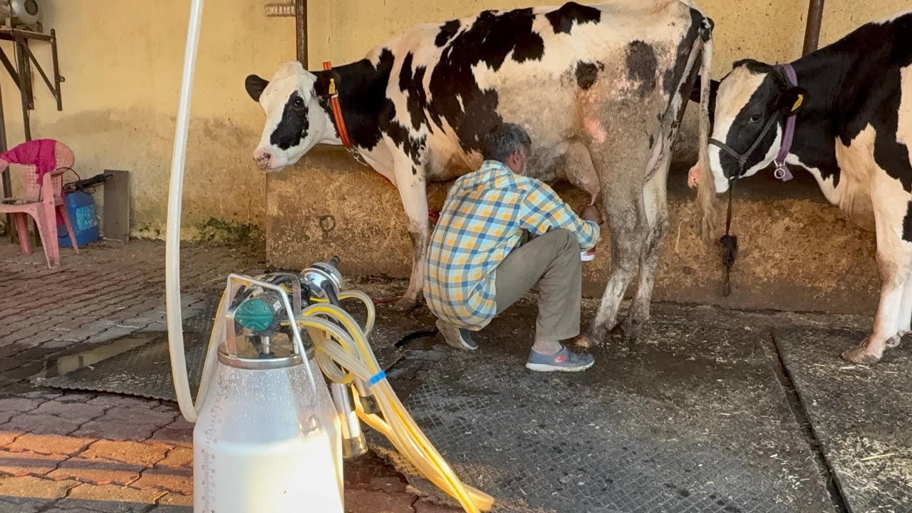 2nd live milking🟢 of wws passat with full feed management of 45 lt milking cow