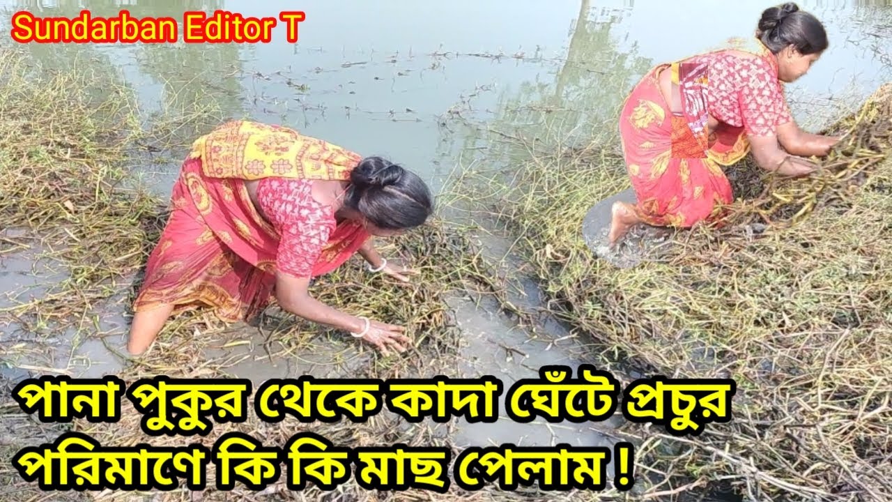 পানা পুকুর থেকে কাদা ঘেঁটে প্রচুর পরিমাণে কি কি মাছ পেলাম//Sundarban Editor T