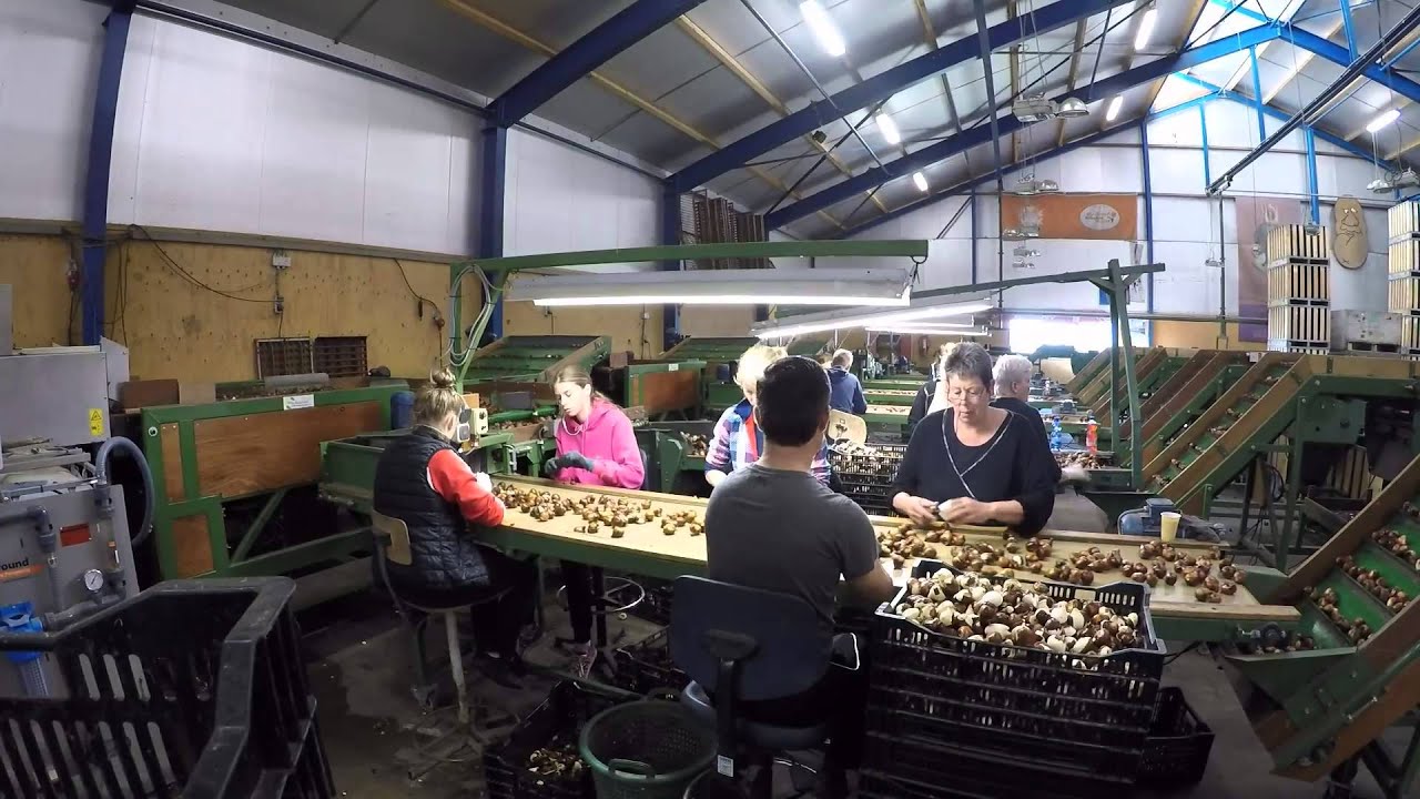 Bollen pellen bij van Meer