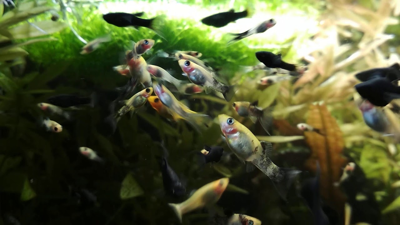 Kotnik na molonezje 80L | Breeding tank 22 gallons with mollyfish 