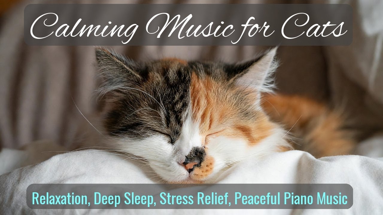 LIVE Calm and Cozy Kitten Sleeping Video 🧡 | Season 49