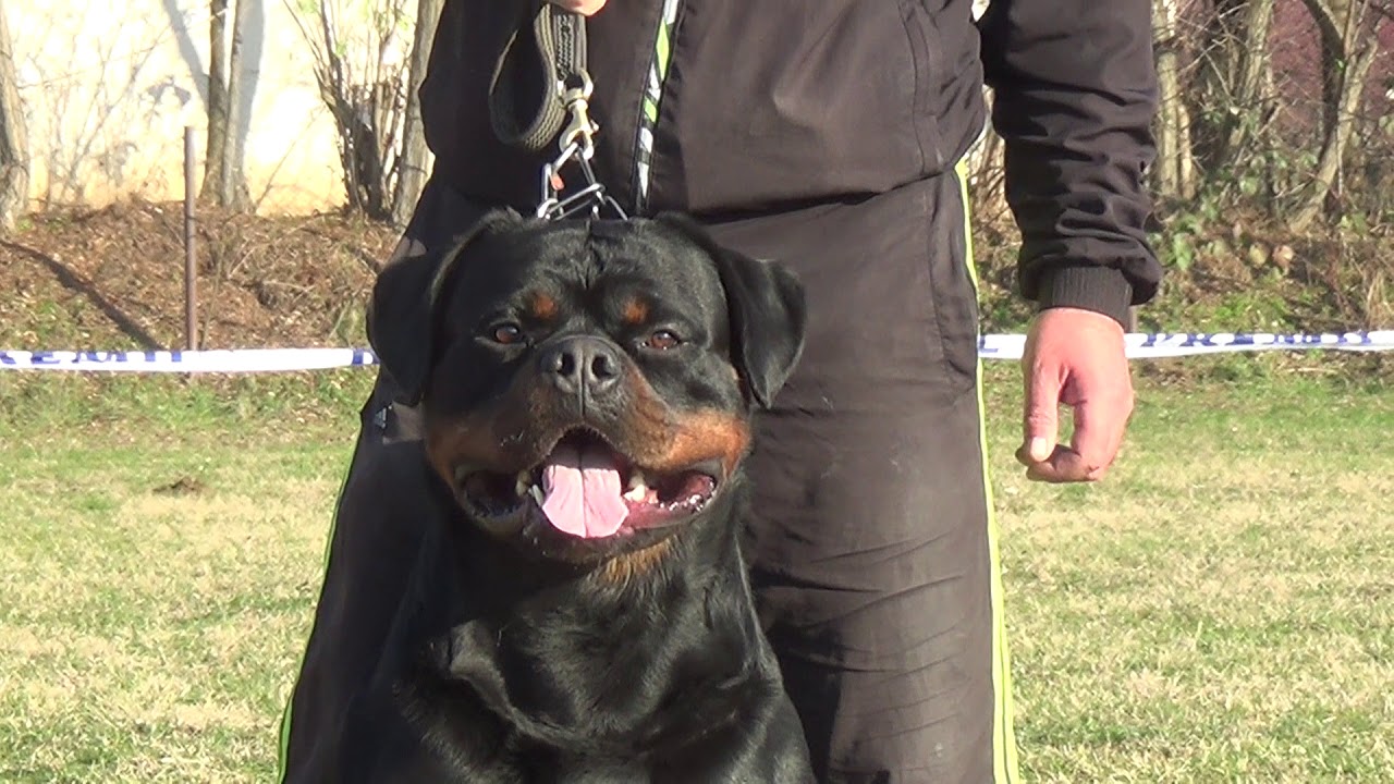 TK'S NEW YORKER - ONE OF THE BEST ROTTWEILERS IN THE WORLD