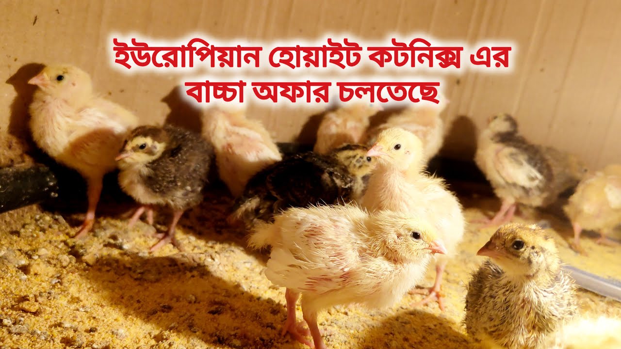 ইউরোপিয়ান কোয়েল পাখির বাচ্চা অফার চলতেছে🐣