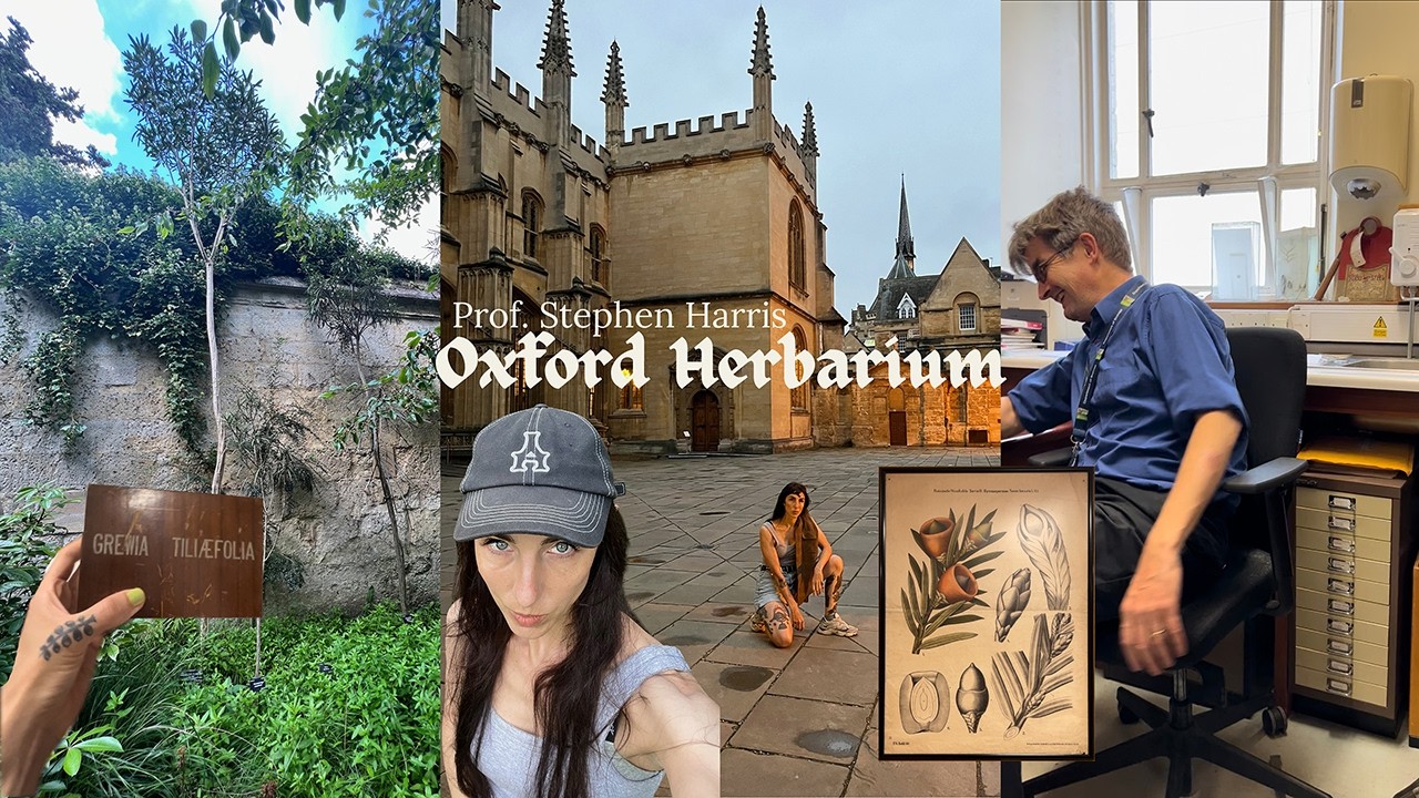 Attitudes towards plant collection with Professor Stephen at Oxford Herbarium.