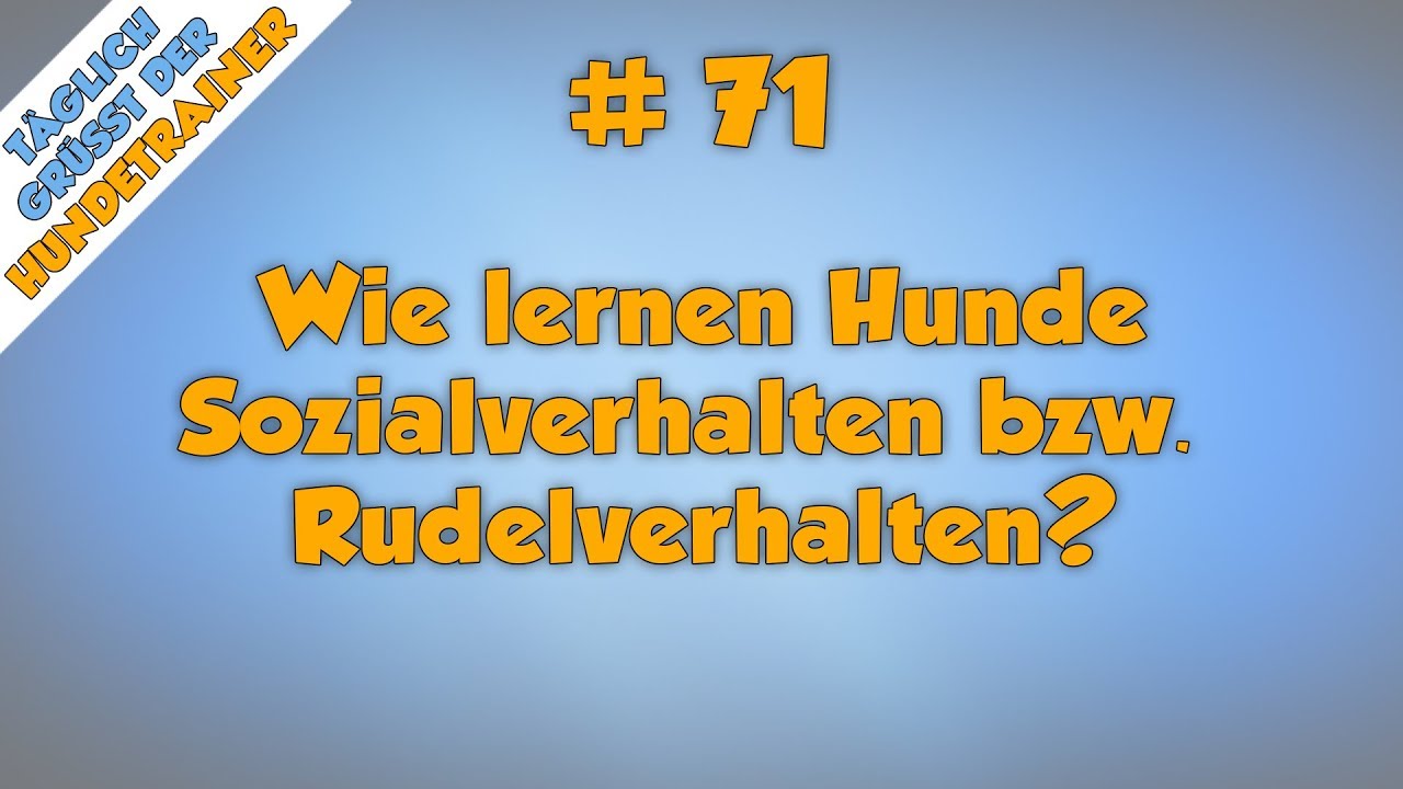 TGH 71 : Wie lernen Hunde Sozialverhalten?